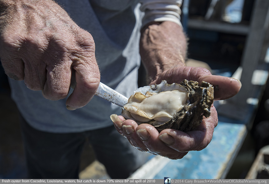 fresh oyster