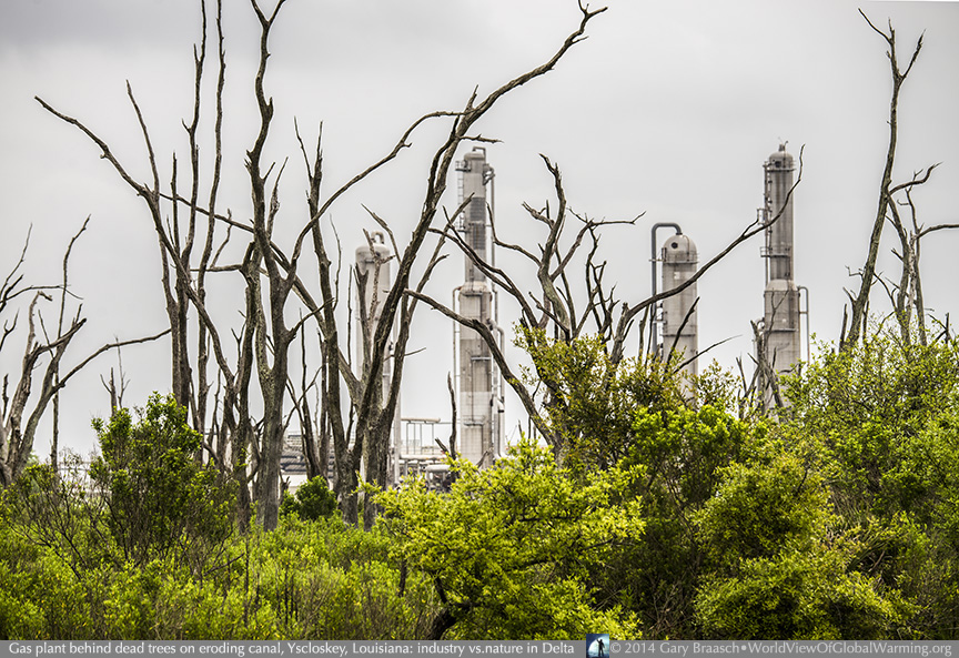 dead trees