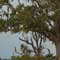 Gulf Oil Spill Photos