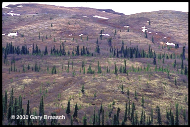 New growth black spruce, Denali National Park