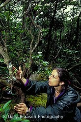 Dr. Karen Masters studying tiny Pleurothallic canopy orchids