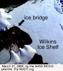 wilkins ice shelf