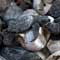 Sea Turtles