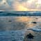 Sea Turtles