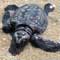Sea Turtles