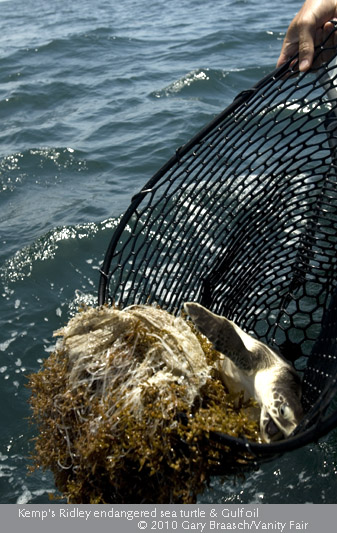 Sea Turtles