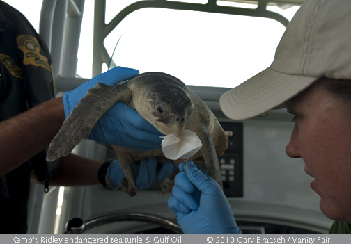 Sea Turtles