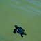 Sea Turtles