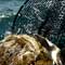 Sea Turtles