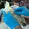 Sea Turtles