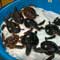 Sea Turtles